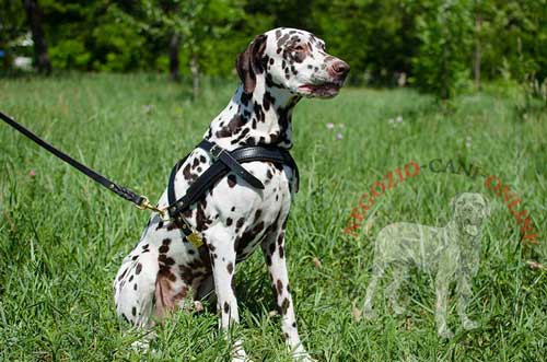 Pettorina da traino in pelle naturale per cani di
taglia grande come Dalmatian