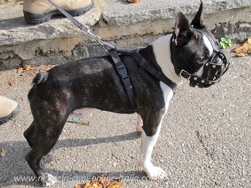 Museruola in cuoio indossata da Boston Terrier