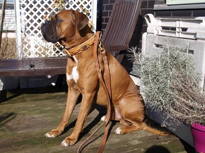 Come addestrare il cane al collare e al guinzaglio : Negozio online degli  accessori per Labrador Retriever