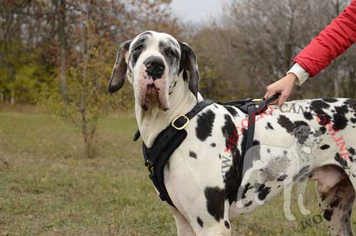 Bellissima pettorina in pelle naturale per Alano