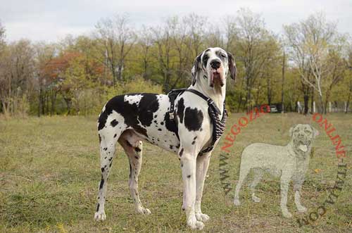 Alano con bellissima pettorina in cuoio decorata con
borchie a punta