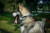 Collare in pelle "Bossy" per Alaskan Malamut, largo 3 cm Collare in pelle "Bossy" per Alaskan Malamut, largo 3 cm