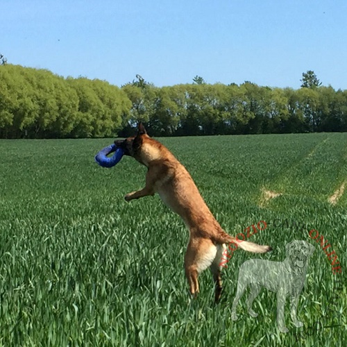 Ciambella in Tela Francese per cane