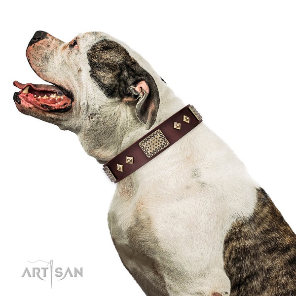 Bulldog Americano con collare decorato