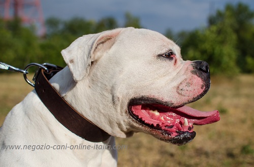 Durevole e pratico collare in pelle naturale indossato
da Bulldog Americano