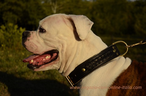 Collare in cuoio largo con decorazioni indossato da
Bulldog Americano