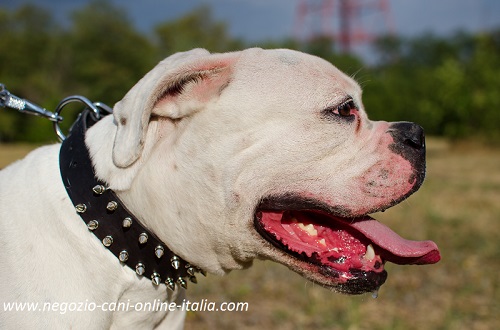 Bulldog Americano con originale collare
con borchie a punta indosso