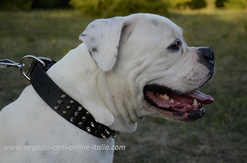 Bulldog Americano con elegante
collare in cuoio decorato indosso