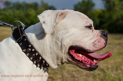 Bulldog Americano con collare di grande stile
indosso