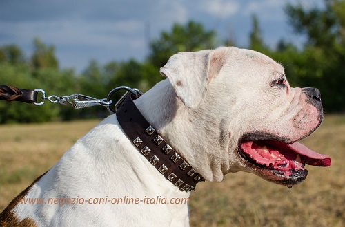 Bulldog Americano con collare in cuoio con
decorazioni in acciaio indosso