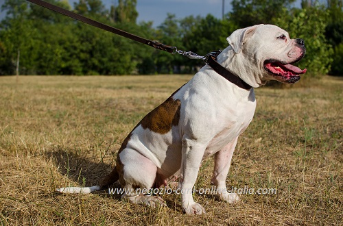 Comodo e pratico collare in pelle naturale indossato da
Bulldog Americano