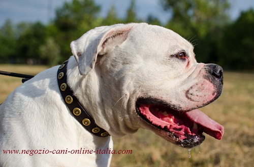 Bulldog Americano con
bellissimo collare decorato indosso