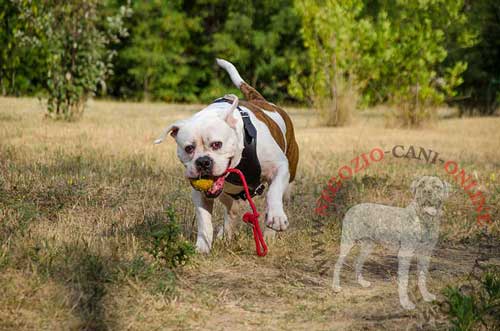 Pettorina di alta qualità per Bulldog Americano