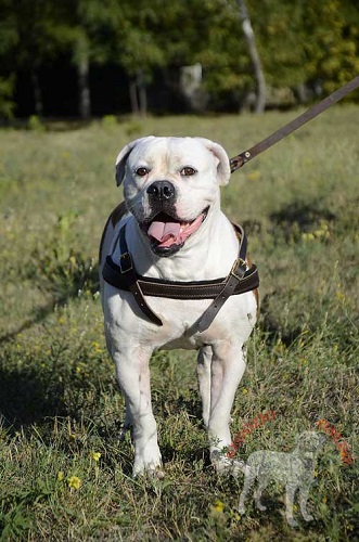 Comoda pettorina da traino indossata da Bulldog
Americano