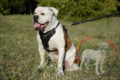 Bulldog Americano con pettorina in cuoio per cani
forti indosso