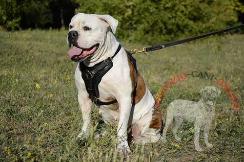 Bulldog Americano con pettorina in cuoio per cani
forti indosso