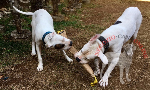 Riporto da mordere in juta
per cane