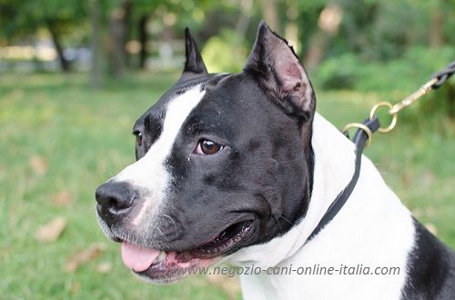 Cane di razza Amstaff con collare a strozzo indosso