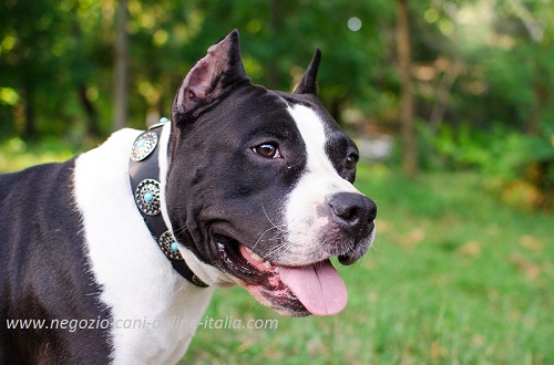 Cane di razza Amstaff con bellissimo collare decorato
indosso