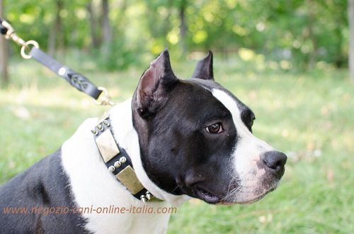 Amstaff con collare in cuoio decorato indosso