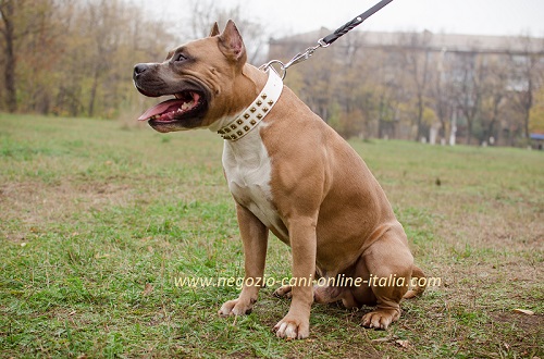 Splendido collare bianco con piramidi indossato da
Amstaff