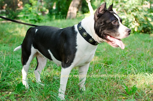 Collare in nylon decorato indossato da Amstaff