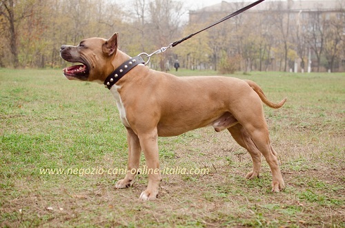 Collare in cuoio con borchie a piramidi indossato da Amstaff