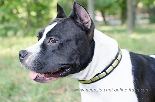 Amstaff con bellissimo collare decorato con
piastrine indosso