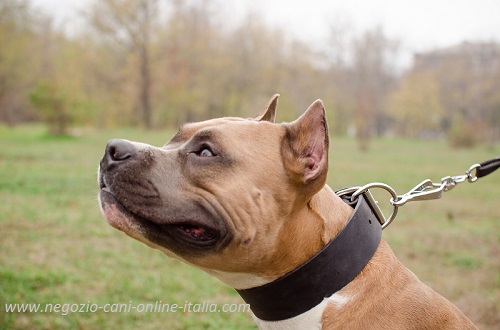 Comodo e pratico collare in pelle
naturale indossato da Amstaff