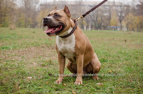 Bellissimo e comodo collare con decorazioni
indossato da Amstaff