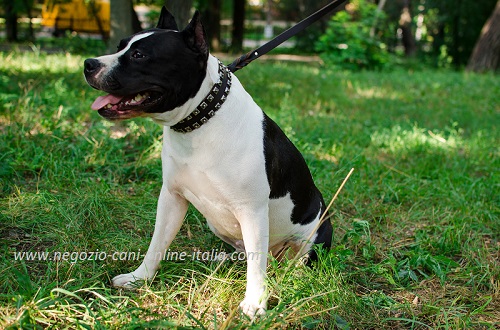 Cane di razza Amstaff con elegante collare con
decorazioni a piramidi