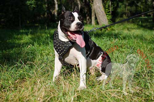 Amstaff con pettorina in pelle naturale con
decorazioni