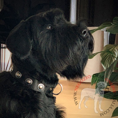 Riesenschnauzer con elegante e pratico collare con
decorazioni