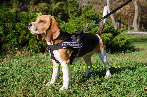 Comoda pettorina
in nylon indossata su Beagle