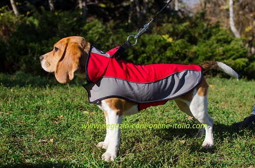 Impermeabile cappottino indossato da un Beagle