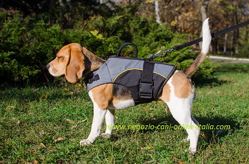 Pettorina
convalescenza per i cani di razza piccola come Beagle