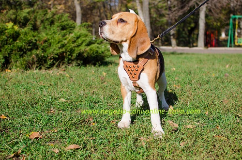Elegante pettorina in pelle naturale con
decorazioni in semicerchi indossata da Beagle