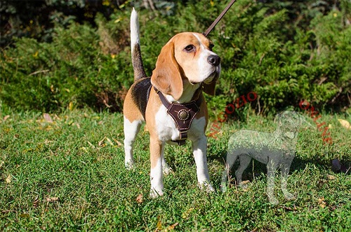 Bellissima pettorina marrone per Beagle