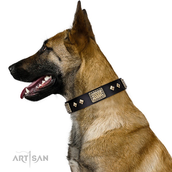 Belgian Malinois con elegante collare decorato