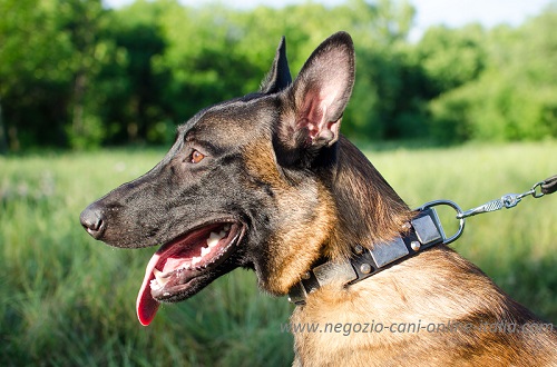 Cane di razza Malinois con collare in cuoio decorato
indosso