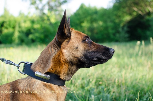 Collare con piastrina metallica indossato da
Malinois