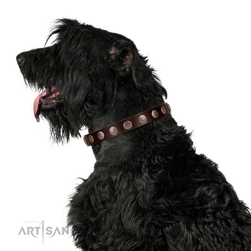 Collare decorato per Black Russian Terrier