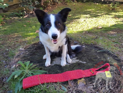 Straccetto da mordere ideale per
giochi con Border Collie