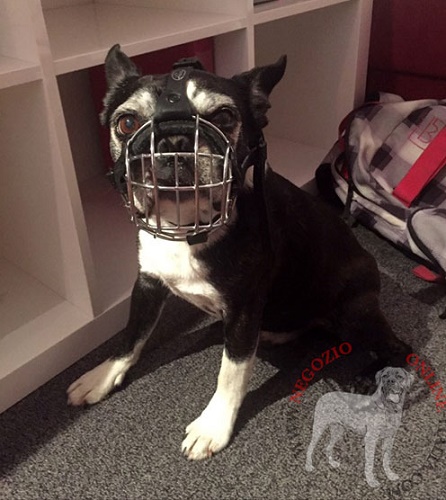 Boston Terrier con sicura museruola indosso