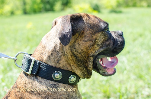 Cane di razza Boxer con bellissimo collare in nylon
indosso