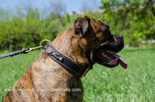 Comodo ed elegante collare in cuoio indossato da Boxer