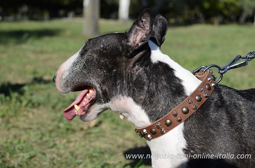 Bull Terrier con collare decorato indosso