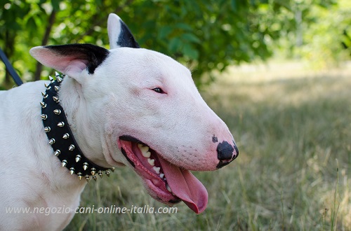 Bull Terrier con collare in cuoio
decorato indosso