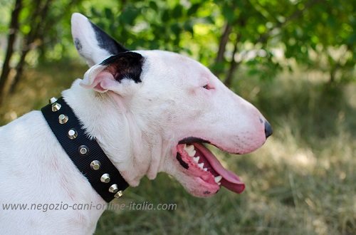 Collare decorato con borchie a piramidi indossato da
Bull Terrier