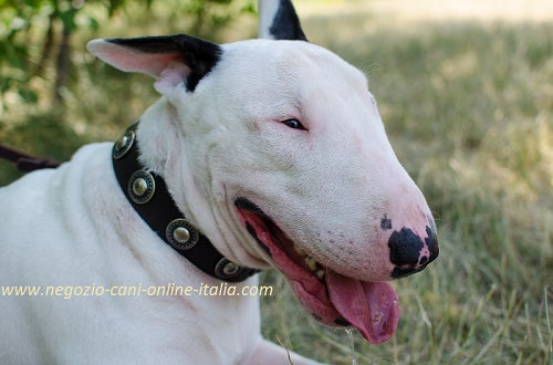 Bull Terrier con ricercato collare con decorazioni
indosso